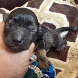 Nikko AKC RARE Red Pepper - Salt and pepper male Miniature Schnauzer puppy in Dayton, Texas from Von Baron Schnauzers