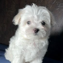 Magenta - White female Maltese puppy in Oklahoma City, Oklahoma from Adorable Maltese Puppies