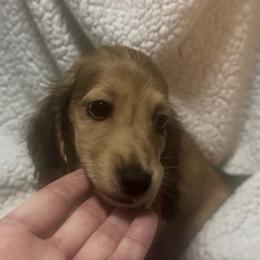 Boy 1 DO NOT FILL OUT APP UNLESS SERIOUS - Cream male Dachshund puppy in Wisconsin from Sabe and Shabe’s Doxies