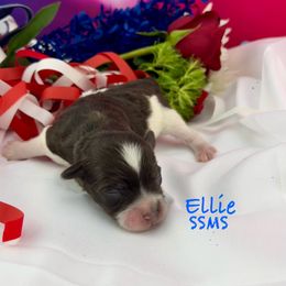Ellie - Parti female Miniature Schnauzer puppy in Sylvania, Georgia from Southern Sky Miniature Schnauzers