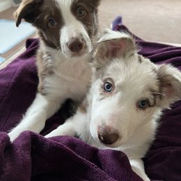 Border Collie Puppies from Pineview Farm