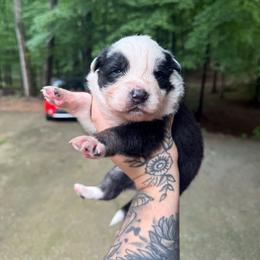 Willow - Tri-color female Border Collie puppy in Fortson, Georgia from Southern Wind Farms