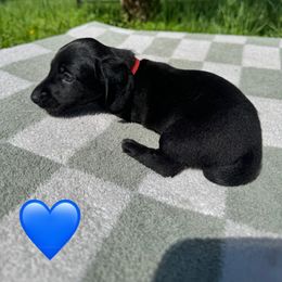 Dachshund Puppies from Rock Bottom Farms