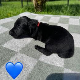Dachshund Puppies from Rock Bottom Farms