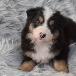 Sally Mae - Australian Shepherd puppy in Redfield, Kansas from CY Ranch Aussies