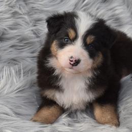 Sally Mae - Australian Shepherd puppy in Redfield, Kansas from CY Ranch Aussies