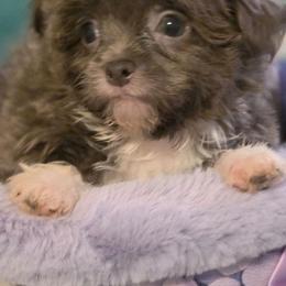Midwest Mini Hip Hop - Blue male Mi-Ki puppy in Clearwater, Kansas from Midwest Mini Mi-kis