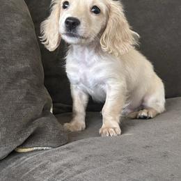 Dudley - Cream male Dachshund puppy in Sebring, Florida from Mini Weenies