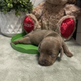 AKC Isabella and Tan Male - Fawn (isabella) and tan male Dachshund puppy in Ladson, South Carolina from Funk's Four-Legged Friends