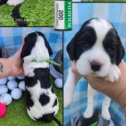 Tiger Woods - Black and white male English Springer Spaniel puppy in Saginaw, Michigan from Kemerer Springers