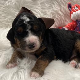 Charlie Brown Boy - Tri-color male Bernedoodle puppy in The Woodlands, Texas from Gracie's Goldendoodles and Bernedoodles