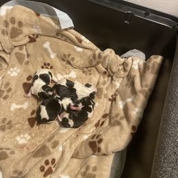 Male 1 - Parti male Yorkshire Terrier puppy in Watertown, New York from NNYYorkies