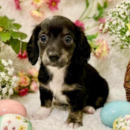 Blizzard - Black and cream male Dachshund puppy in Bellville, Ohio from JK Mini Doxies