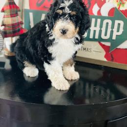 Bernedoodle and Goldendoodle Puppies from Lincoln Avenue Doodles