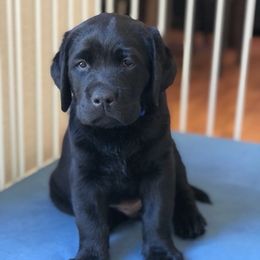 Labrador Retrievers from Loving Labs