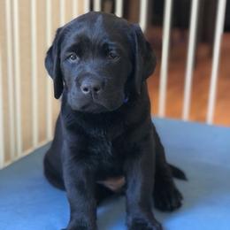 Labrador Retrievers from Loving Labs
