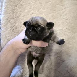 Fiona - Fawn female Pug puppy in Moorefield, West Virginia from Wratchford Farms