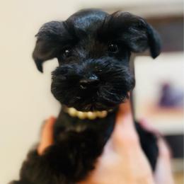 Black female - Black female Miniature Schnauzer puppy in Malvern, Arkansas from Deep South Miniature Schnauzers