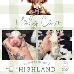 Hyland - Blue merle and white male American Corgi puppy in Greenwood, Indiana from Witch Creek Corgis