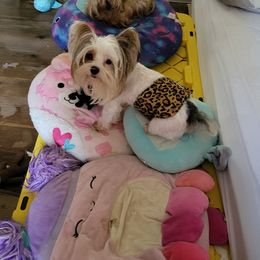 Yorkshire Terrier Puppies from Kimberly's Yorkies