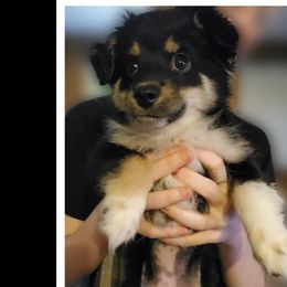 Vader - Black tri Miniature Australian Shepherd puppy in Union City, Pennsylvania from M&B Mini Aussies