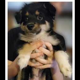 Vader - Black tri Miniature Australian Shepherd puppy in Union City, Pennsylvania from M&B Mini Aussies