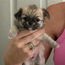 Bubby - Fawn male Chihuahua puppy in Spring Hill, Florida from Stardom Chihuahuas & CKCS