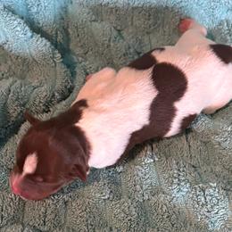 Rhonda - White, chocolate and tan female Rat Terrier puppy in Savoy, Texas from Rockin EZ Rat Terriers