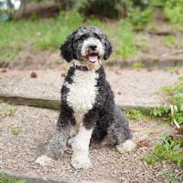 Charlie - Bernedoodle