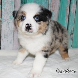 Miniature Australian Shepherd Puppies from Aussie Amor