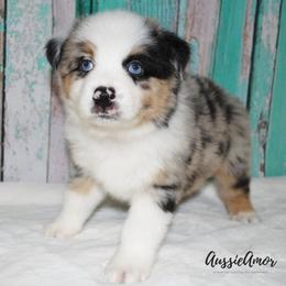 Miniature Australian Shepherd Puppies from Aussie Amor