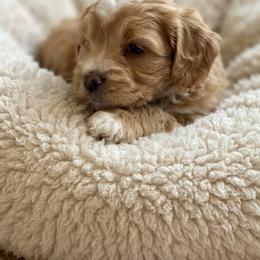 George - Red male Bernedoodle puppy in Milton, Florida from Sutton Place Doodles
