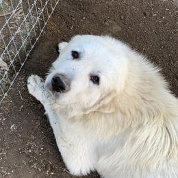 Great Pyrenees from Misty Valley Farm