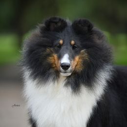 JJ - Black white and tan female Shetland Sheepdog puppy in North Weeki Wachee, Florida from Jesstar Shetland Sheepdogs