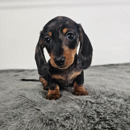 Black and tan dapple male (Green) 3208.56 - Dapple male Dachshund puppy in Belle Rive, Illinois from Akin's Miniature Dachshunds, LLC