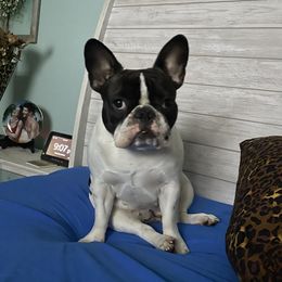 Sushi - French Bulldog