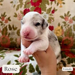 Rose - Merle female Sheepadoodle puppy in Aubrey, Texas from The Parrish Doods