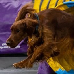 Irish Setters from Redfeathers Irish Setters