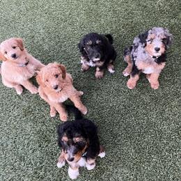 Bordoodle Puppies from Circle R Valley Farms