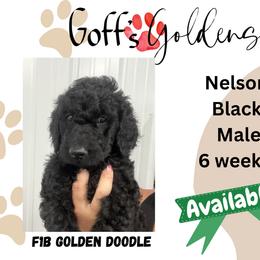 Nelson - Black male Goldendoodle puppy in Falls City, Nebraska from Goff’s Goldens