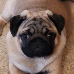 Sydney  - Pug