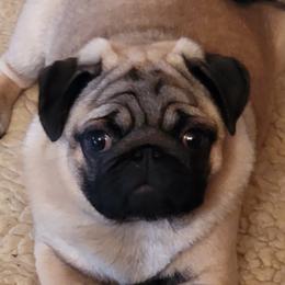 Sydney  - Pug