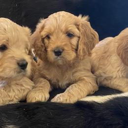 Cavalier King Charles Spaniel and Cavapoo Puppies from Catella Cavaliers and Cavapoos