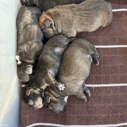 Prancer - Fawn female French Bulldog puppy in Greenville, Texas from Big Bullies N Texas