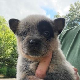 Lyre - Blue female Australian Cattle Dog puppy in Devalls Bluff, Arkansas from Coolhand's Australian Cattle Dogs