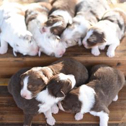 Australian Shepherd Puppies from Carolina Aussies