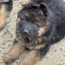 Blue Collar long hair coat male - Black and red male German Shepherd puppy in Galt, California from At Redwood Runs