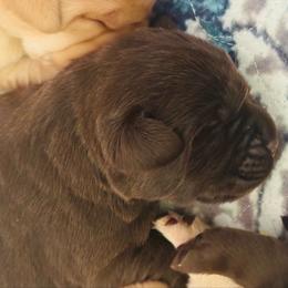 Ren - Chocolate male Labrador Retriever puppy in Penn Valley, California from Pleasant Valley Creekside Ranch, LLC