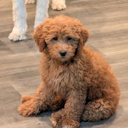 Brandy - Red  female Goldendoodle puppy in Grosse Ile Township, Michigan from Mini Island Doodles