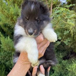 Jeep - Black white and tan male Shetland Sheepdog puppy in Emmett, Idaho from MacGregor Shelties